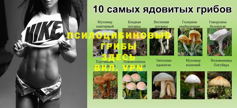 Псилоцибиновые грибы Cubensis  Боровичи 